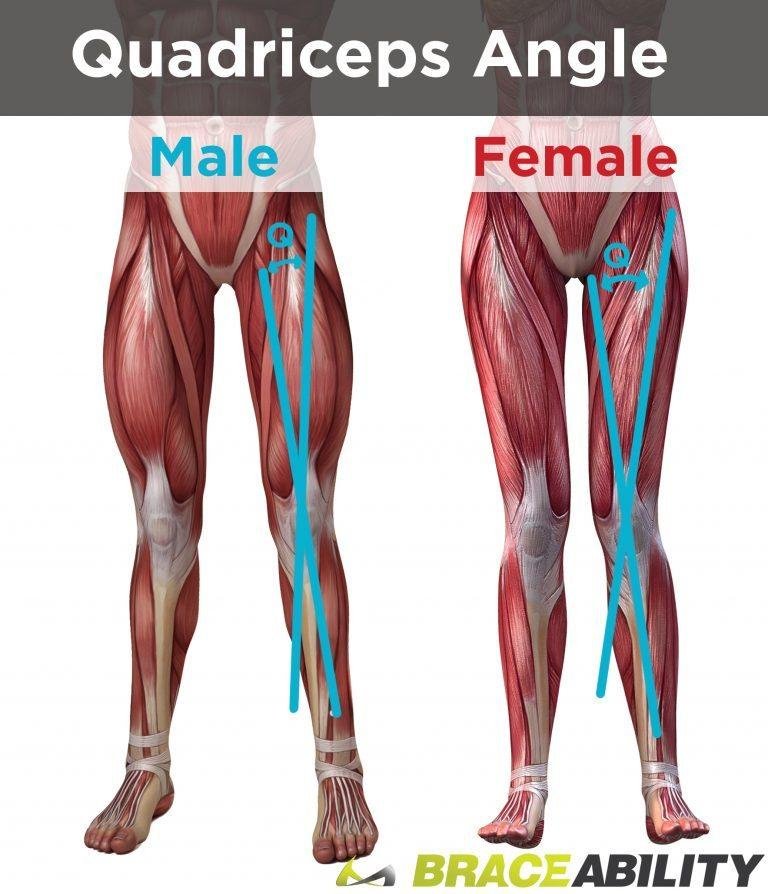 Female and male quadriceps comparison